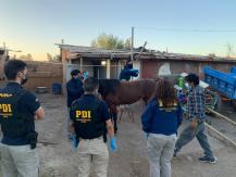 PDI detiene a hombre por maltrato animal a una yegua: Tenía una herida necrótica de 70 centímetros PDI detiene a hombre por maltrato animal a una yegua: Tenía una herida necrótica de 70 centímetros