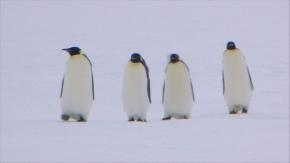 ¿Te gusta el frío? Ofrecen $2 millones por trabajo en la Antártida que incluye contar pingüinos ¿Te gusta el frío? Ofrecen $2 millones por trabajo en la Antártida que incluye contar pingüinos