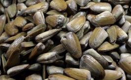 Niño de tres años murió tras consumir mariscos que habrían estado contaminados con marea roja Niño de tres años murió tras consumir mariscos que habrían estado contaminados con marea roja
