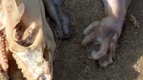 ¿Qué es? La extraña criatura que apareció en una playa de Australia ¿Qué es? La extraña criatura que apareció en una playa de Australia