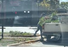 "No nos roben las plantas": Alcaldesa Matthei molesta con robos en plazas de Providencia "No nos roben las plantas": Alcaldesa Matthei molesta con robos en plazas de Providencia