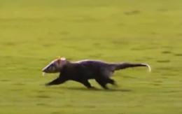 [VIDEO] Zarigüeya invadió una cancha de fútbol y obligó a detener partido en BRasil