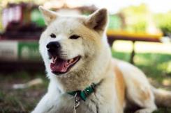 Adulto Mayor muere tras ser atacado por su perro en Maipú