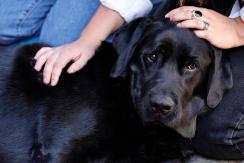 Republicanos presentan proyecto que tipifica como delito faenamiento de mascotas para consumo humano Republicanos presentan proyecto que tipifica como delito faenamiento de mascotas para consumo humano