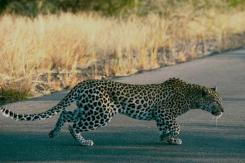 [VIDEO] Un leopardo ataca a un policía y siembra el pánico en una ciudad de Irán