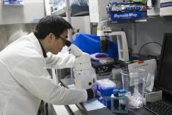 Descubren anticuerpo que ataca a las células madre del cáncer: frena la propagación de los tumores Descubren anticuerpo que ataca a las células madre del cáncer: frena la propagación de los tumores