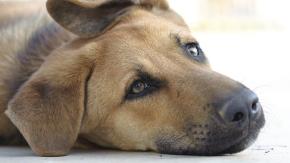 Perrito salvó a su dueña de ser apuñalada por su ex pareja: el animal resultó herido de gravedad Perrito salvó a su dueña de ser apuñalada por su ex pareja: el animal resultó herido de gravedad