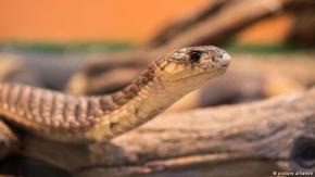 Una de cada cinco especies de reptiles está en peligro de extinción Una de cada cinco especies de reptiles está en peligro de extinción