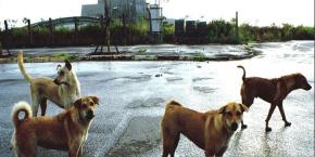 Polémica en Argentina: Intendente propone sacrificar perros si no son adoptados en 6 meses Polémica en Argentina: Intendente propone sacrificar perros si no son adoptados en 6 meses