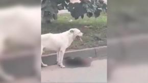 [VIDEO] "No se da por vencido": Perro intenta "reanimar" a su amigo que fue atropellado en Bolivia