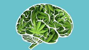 Cómo el consumo de marihuana afecta nuestra mente, según nuevos estudios Cómo el consumo de marihuana afecta nuestra mente, según nuevos estudios