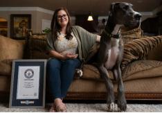 Mide más de un metro y come 12 veces al día: Perro se convierte en el más grande del mundo Mide más de un metro y come 12 veces al día: Perro se convierte en el más grande del mundo