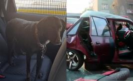 Encuentran a perrita "Popy" que estaba perdida tras accidente de tránsito en Vicuña Mackenna Encuentran a perrita "Popy" que estaba perdida tras accidente de tránsito en Vicuña Mackenna