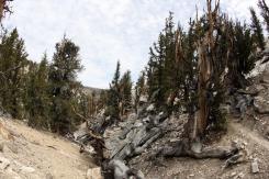 Alerce chileno sería el más viejo del mundo: "Matusalén", el árbol que actualmente tiene el récord Alerce chileno sería el más viejo del mundo: "Matusalén", el árbol que actualmente tiene el récord