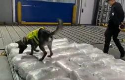 Perros policiales hallan una tonelada de cocaína en Ecuador: Se vendería por 47 millones de dólares Perros policiales hallan una tonelada de cocaína en Ecuador: Se vendería por 47 millones de dólares
