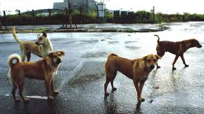 Perros protegieron del frío a un hombre herido: Le salvaron la vida evitando que se congelara Perros protegieron del frío a un hombre herido: Le salvaron la vida evitando que se congelara