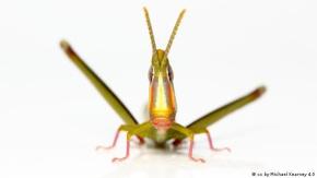 Especie australiana de saltamontes "renunció" al sexo hace 250.000 años y eliminó a todos los machos Especie australiana de saltamontes "renunció" al sexo hace 250.000 años y eliminó a todos los machos