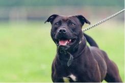 Argentina: Bebé de dos años murió atacado por un pitbull Argentina: Bebé de dos años murió atacado por un pitbull