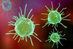 Qué es la zoonosis y qué tiene que ver con la viruela del mono, que ya se detectó en Chile Qué es la zoonosis y qué tiene que ver con la viruela del mono, que ya se detectó en Chile