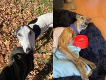 Dueña clama por sus mascotas: Encerrona termina con robo de vehículo y dos perros en La Cisterna Dueña clama por sus mascotas: Encerrona termina con robo de vehículo y dos perros en La Cisterna