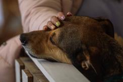 Mascotas en invierno: Aprende a cuidar a tu compañero peludo del frío Mascotas en invierno: Aprende a cuidar a tu compañero peludo del frío