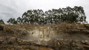 Descubren en Brasil un bosque de 290 millones de años
