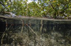 Descubren la bacteria más grande del mundo en Guadalupe Descubren la bacteria más grande del mundo en Guadalupe