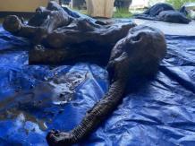 Encuentran en Canadá cría de mamut perfectamente conservada: Tendría 30 mil años de antiguedad Encuentran en Canadá cría de mamut perfectamente conservada: Tendría 30 mil años de antiguedad