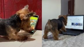 [VIDEO] Furor en redes sociales por perrita que sabe usar celulares y computadores para ver series