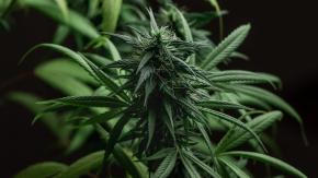 Mujer alertó un robo y la detuvieron por tener más de 700 plantas de marihuana en Quintero Mujer alertó un robo y la detuvieron por tener más de 700 plantas de marihuana en Quintero