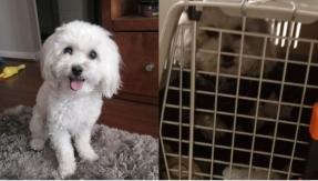 Joven denuncia a aerolínea: Su perrito estuvo perdido por más de 10 horas tras viaje Joven denuncia a aerolínea: Su perrito estuvo perdido por más de 10 horas tras viaje
