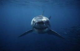 Turista murió tras ser atacada por un tiburón en un resort en Egipto Turista murió tras ser atacada por un tiburón en un resort en Egipto