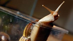 Caracol gigante: Cómo es la especie que puede provocar meningitis (y tiene en cuarentena a Florida) Caracol gigante: Cómo es la especie que puede provocar meningitis (y tiene en cuarentena a Florida)