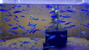 Incautan peces genéticamente modificados que se comercializaban en tienda de Maipú Incautan peces genéticamente modificados que se comercializaban en tienda de Maipú