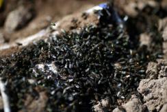 ¿Los seguiremos tratando como lo hacemos? Estudio sugiere que los insectos sienten dolor ¿Los seguiremos tratando como lo hacemos? Estudio sugiere que los insectos sienten dolor