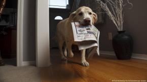 ¿De qué forma afectó la pandemia de COVID-19 a los perros? ¿De qué forma afectó la pandemia de COVID-19 a los perros?