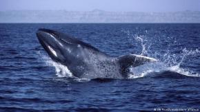 Con el Parque Marino Tic Toc - Golfo Corcovado Chile le asegura refugio a las ballenas azules Con el Parque Marino Tic Toc - Golfo Corcovado Chile le asegura refugio a las ballenas azules