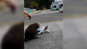 Familia expone a niña a ataque de lobo marino: Casi es mordida por el animal Familia expone a niña a ataque de lobo marino: Casi es mordida por el animal