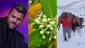 Denuncia contra Ricky Martin, vacuna con quillay y caza de pumas: Los "T13 trending" de la semana