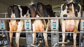 Beber leche no nos ayudó a tolerar lactosa, dice estudio Beber leche no nos ayudó a tolerar lactosa, dice estudio