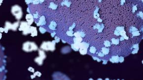 Viruela del mono: EEUU declara una emergencia de salud nacional por el brote de la enfermedad Viruela del mono: EEUU declara una emergencia de salud nacional por el brote de la enfermedad
