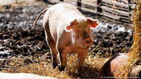 Experimento restablece funciones de células y órganos de cerdos sin vida, horas después de su muerte Experimento restablece funciones de células y órganos de cerdos sin vida, horas después de su muerte