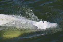 "Pocas esperanzas" de salvar una beluga extraviada en el río Sena "Pocas esperanzas" de salvar una beluga extraviada en el río Sena