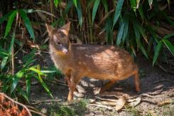 Denuncian que mujer habría matado a palos a un pudú en Dalcahue Denuncian que mujer habría matado a palos a un pudú en Dalcahue