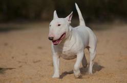 Niño de un año fue atacado por perro bull terrier y tuvo que ser operado: tutor del can huyó Niño de un año fue atacado por perro bull terrier y tuvo que ser operado: tutor del can huyó