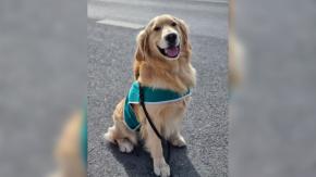 Sujeto golpeó a perro que detectó droga en su bolso: fue detenido por Ley de Drogas y Ley Cholito Sujeto golpeó a perro que detectó droga en su bolso: fue detenido por Ley de Drogas y Ley Cholito