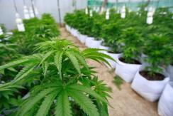 Marihuana: Cuántas plantas podrían tener las personas según el proyecto en trámite Marihuana: Cuántas plantas podrían tener las personas según el proyecto en trámite