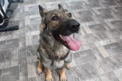 Estudio alerta sobre primer caso de un perro que se habría contagiado con viruela de mono Estudio alerta sobre primer caso de un perro que se habría contagiado con viruela de mono