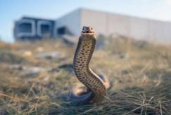 Niña de 2 años mordió a serpiente luego que esta la atacara en Turquía Niña de 2 años mordió a serpiente luego que esta la atacara en Turquía