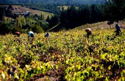 Concha y Toro anuncia "la mayor inversión de su historia" pese a advertir escenario global incierto Concha y Toro anuncia "la mayor inversión de su historia" pese a advertir escenario global incierto